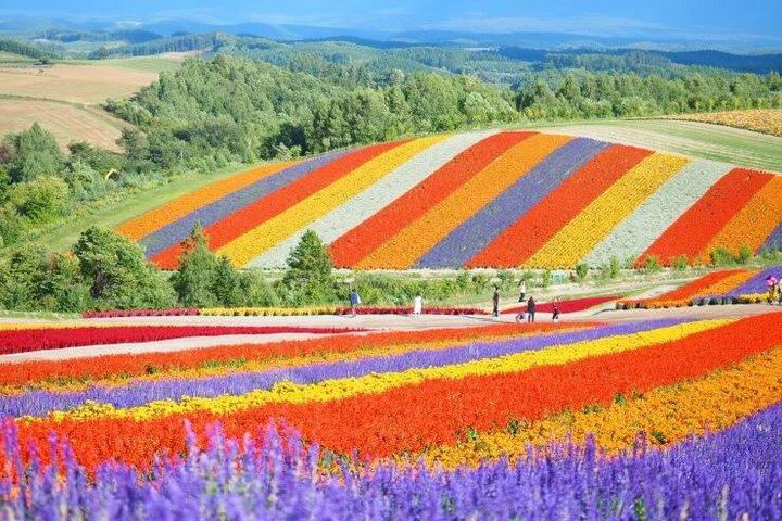 Private Tagestour von Biei und Furano ab Sapporo