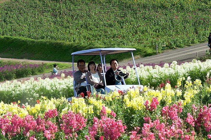 札幌発 美瑛・富良野日帰りプライベートツアー