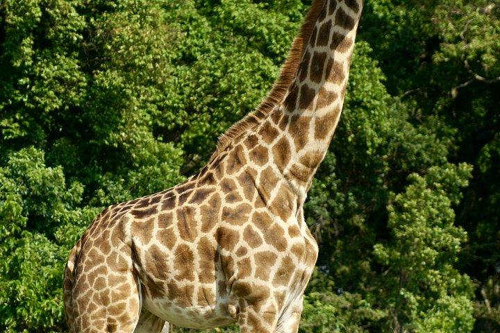マサイマラサファリビッグファイブとマサイビレッジ訪問3日間