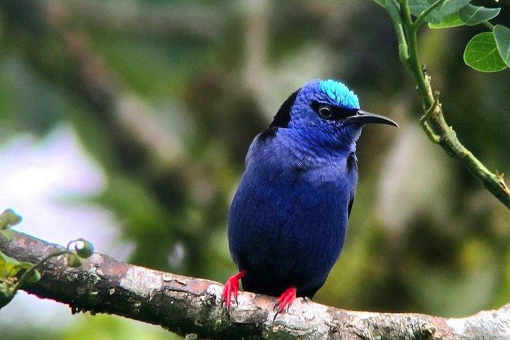 Curi-Cancha Birdwatching Tour in Monteverde