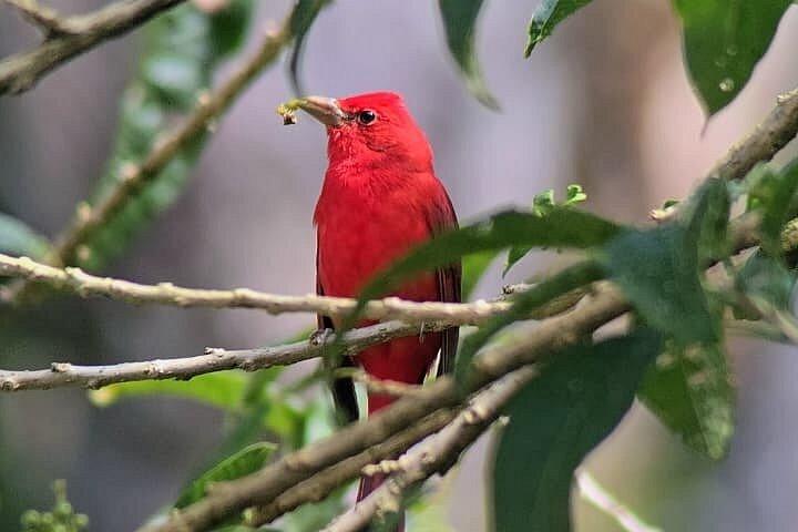 Curi-Cancha Birdwatching Tour in Monteverde