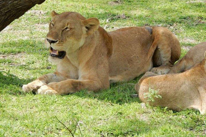 ザンジバル発ミクミ国立公園ウィットSGR2泊3日