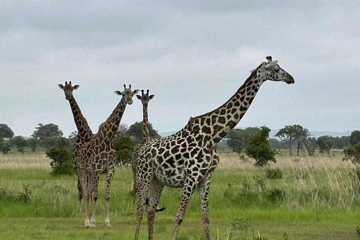 ザンジバル発ミクミ国立公園ウィットSGR2泊3日
