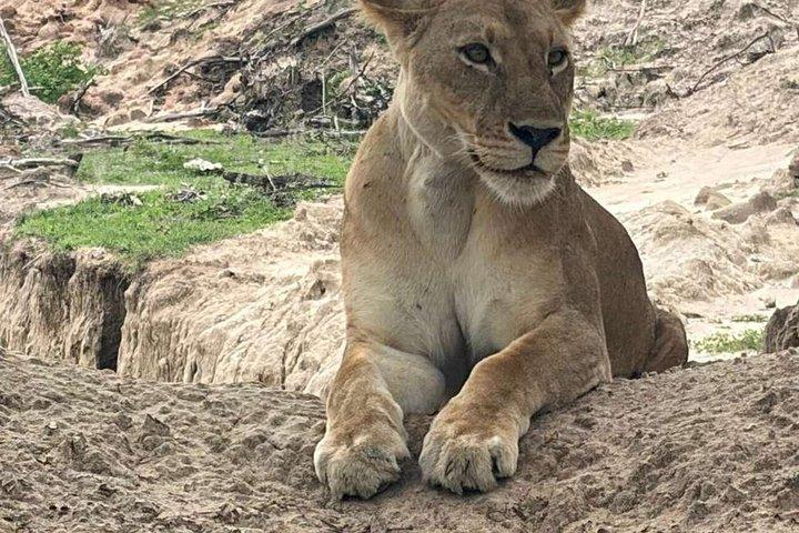 ザンジバル発ミクミ国立公園ウィットSGR2泊3日