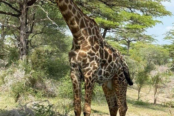 ザンジバル発ミクミ国立公園ウィットSGR2泊3日