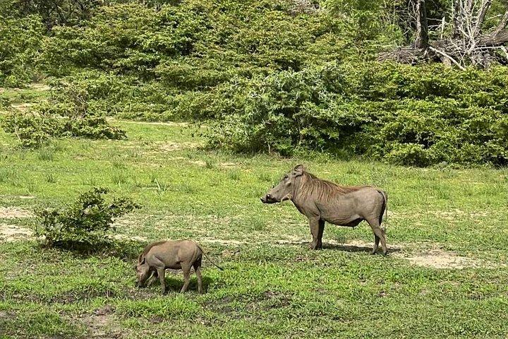 ザンジバル発ミクミ国立公園ウィットSGR2泊3日
