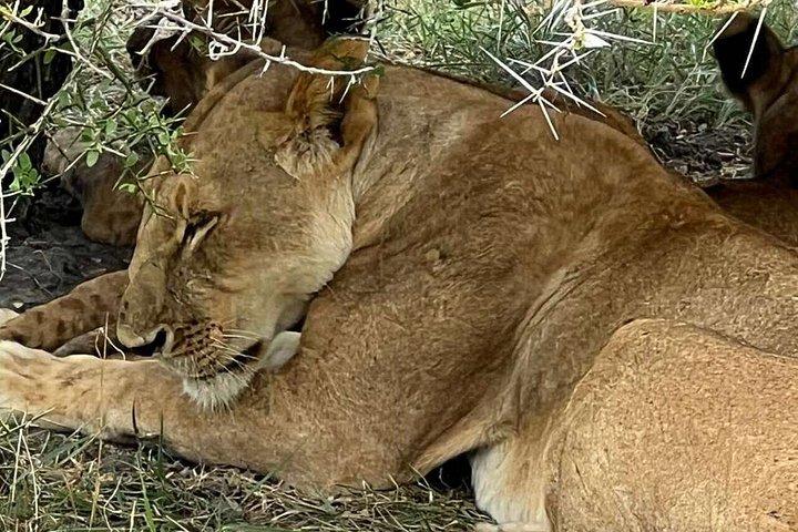 ザンジバル発ミクミ国立公園ウィットSGR2泊3日