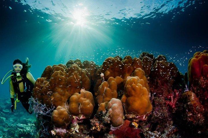 Fun Boat Dive for certified diver