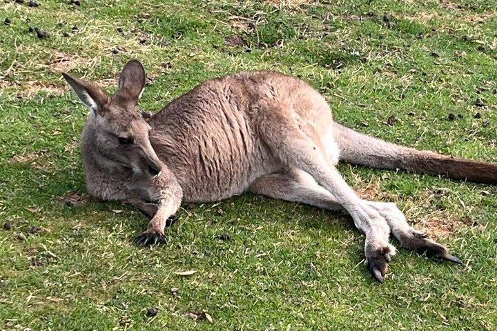 Berg Wellington Bonorong Wildlife Sanctuary und Weinprobe Tour