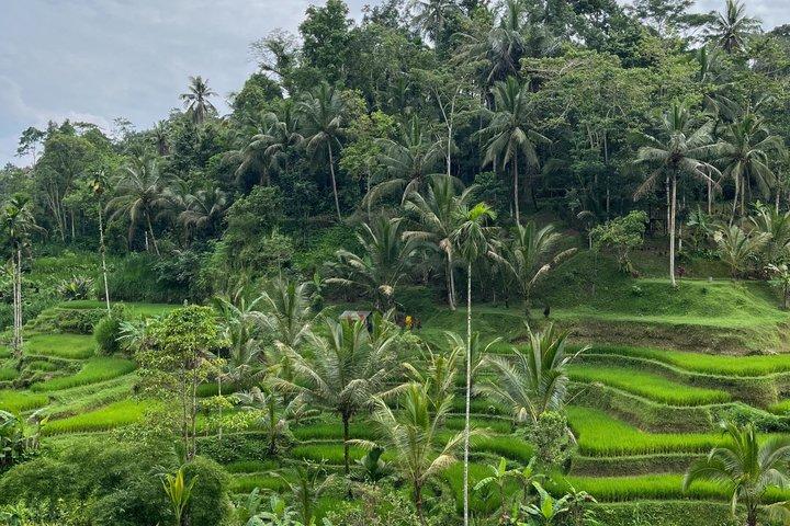 Ubud : Temple, Monkey Forest, Rice Terrace e muito mais