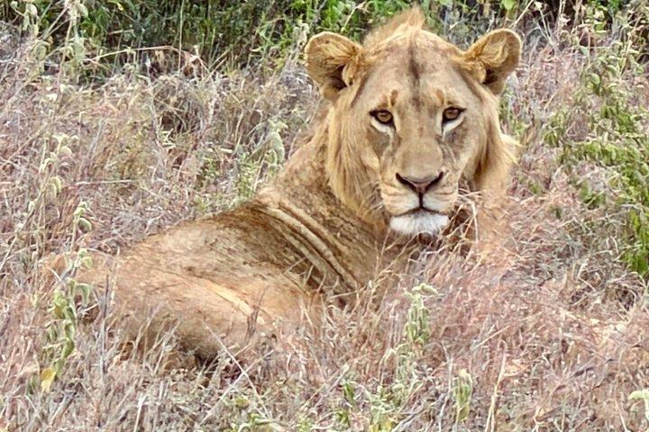Aventure de 10 jours au Kenya Safari Tour