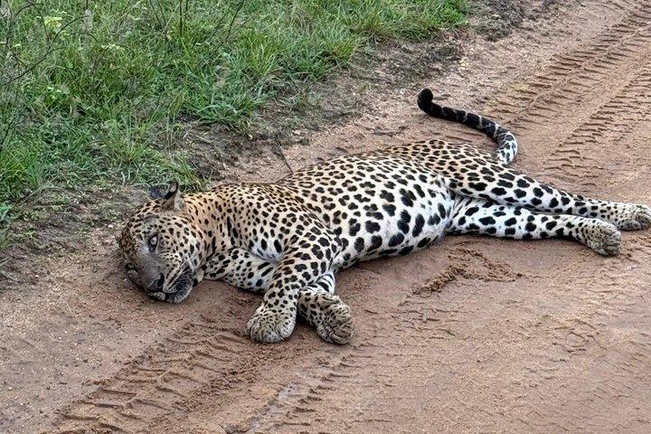 Yala National Park Volledige dag Safari met Jeep en Gids