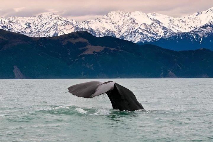 Kaikoura Whale Watching Private Day Tour from Christchurch