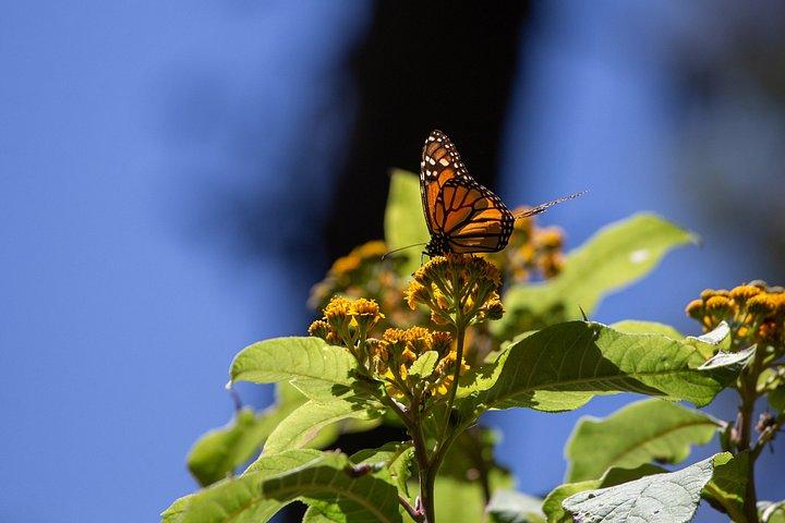 Monarch Butterfly fra Morelia Michoacan