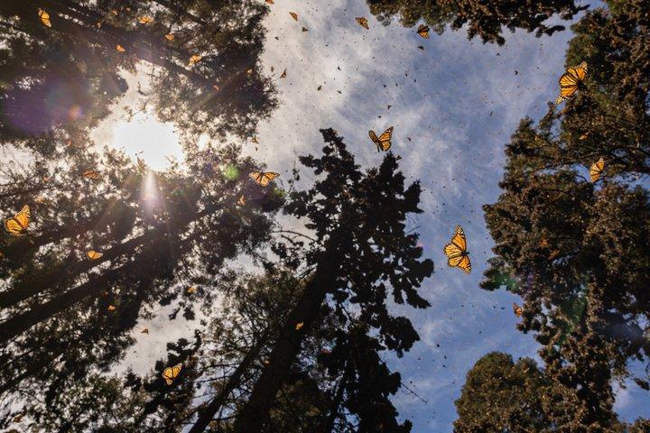 Monarch Butterfly fra Morelia Michoacan