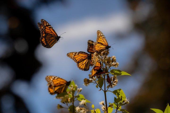 Monarch Butterfly fra Morelia Michoacan
