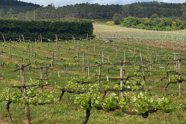 スペインワインとポルトガル農園料理教室1日で2カ国