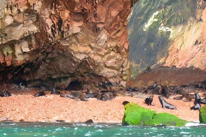 イカとワカチナ発バジェスタス諸島ツアー(往復)