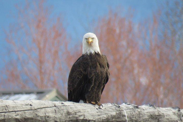 2-tägige private Grand Teton und Yellowstone Wildlife Tour