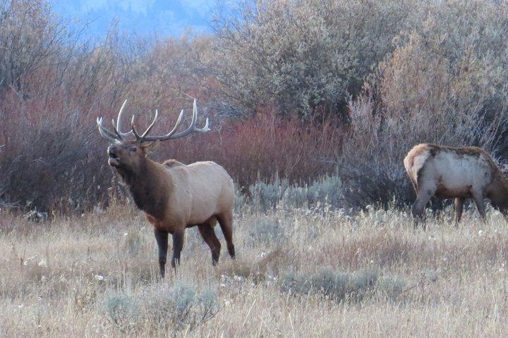 2-tägige private Grand Teton und Yellowstone Wildlife Tour