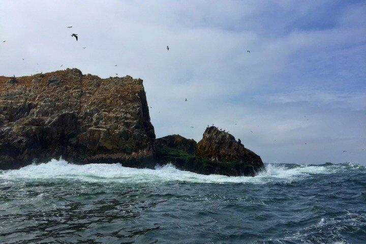 Palomino Islands Sea Lion Swimming Lima Private Tour