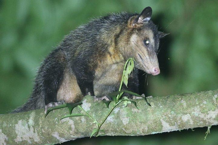 アレナル自然遊歩道でのナマケモノとサルを観察するガイド付きツアー