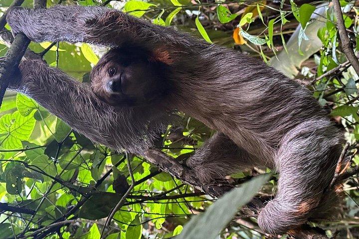 アレナル自然遊歩道でのナマケモノとサルを観察するガイド付きツアー