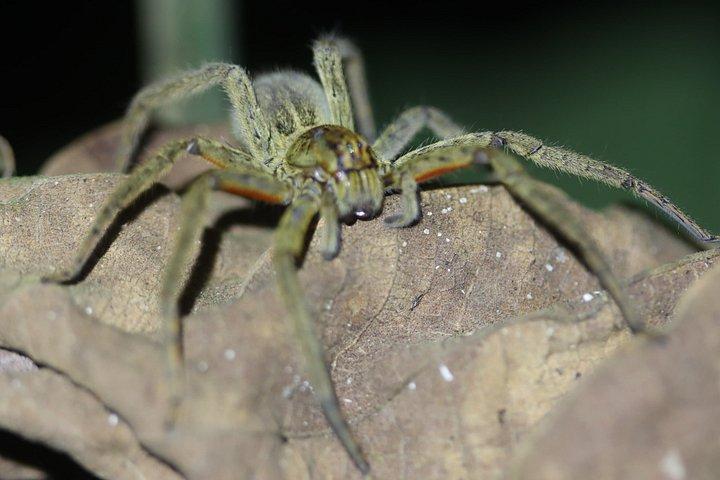 アレナル自然遊歩道でのナマケモノとサルを観察するガイド付きツアー