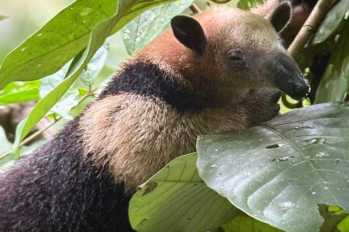 アレナル自然遊歩道でのナマケモノとサルを観察するガイド付きツアー
