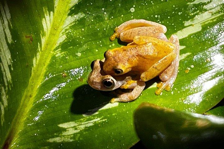 アレナル自然遊歩道でのナマケモノとサルを観察するガイド付きツアー