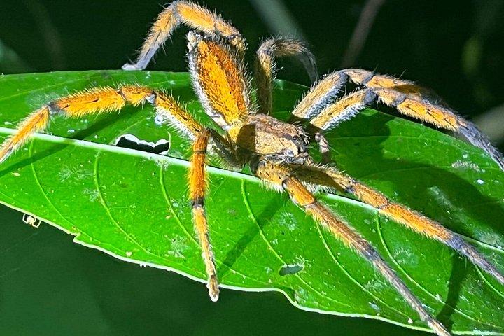 アレナル自然遊歩道でのナマケモノとサルを観察するガイド付きツアー