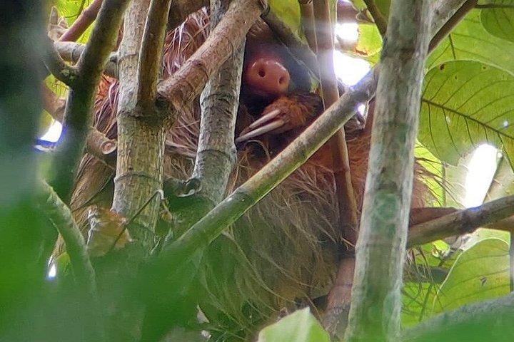 アレナル自然遊歩道でのナマケモノとサルを観察するガイド付きツアー