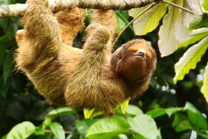 アレナル自然遊歩道でのナマケモノとサルを観察するガイド付きツアー