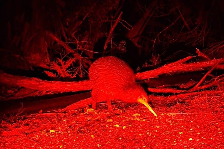 Tawharanui Wild Kiwi Bird Spotting Encounter