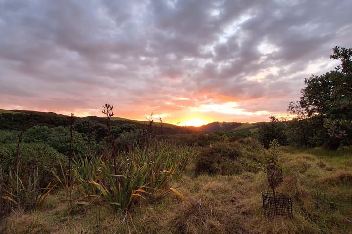 Tawharanui Wild Kiwi Bird Spotting Encounter