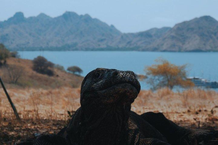 コモド島オープントリップ1泊2日（共有キャビンオプション）