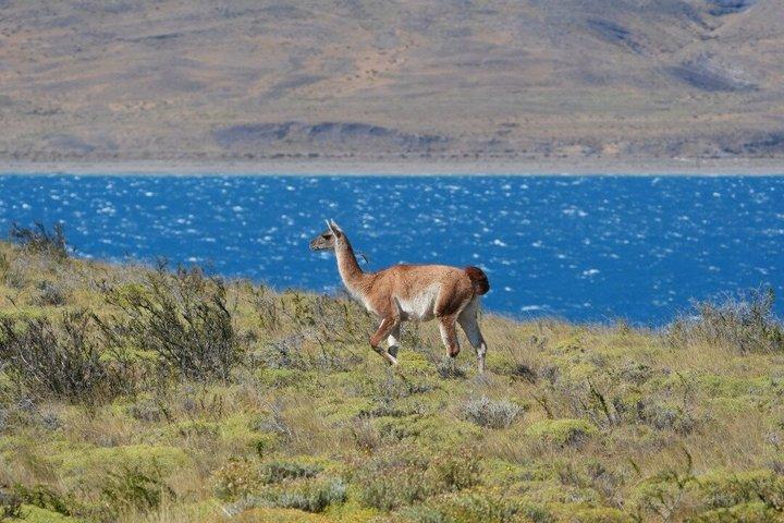 Puma Tracking Tour in Torres del Paine
