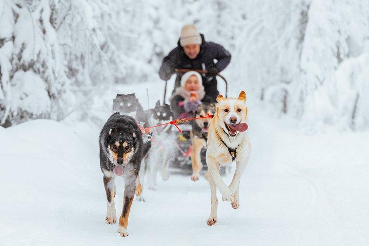 Rovaniemi Insider : ハスキー・セルフドライブ・アドベンチャー 10 km