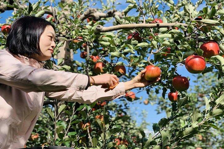 北海道積丹ブルーコースト余市蒸留所と小樽日帰り旅行