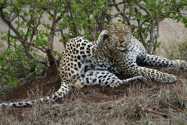 Jodhpur naar Udaipur Via Jawai Leopard Safari, Ranakpur Tempel Tour