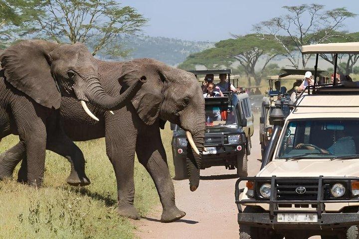 4 - Day Masai Mara och Lake Nakuru Mid-Range Jeep Safari