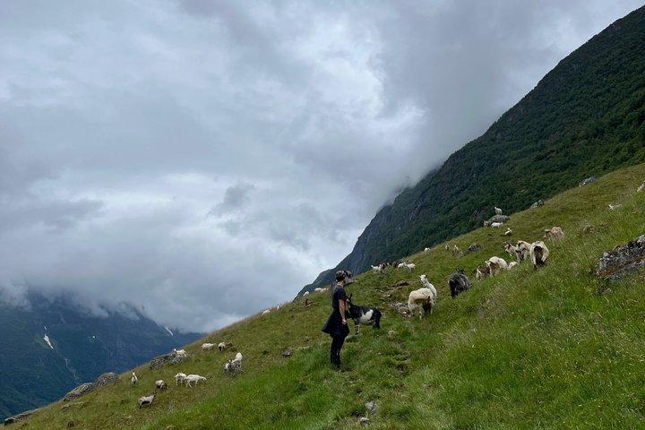 Olden : Visite panoramique du glacier et de la cascade avec collations