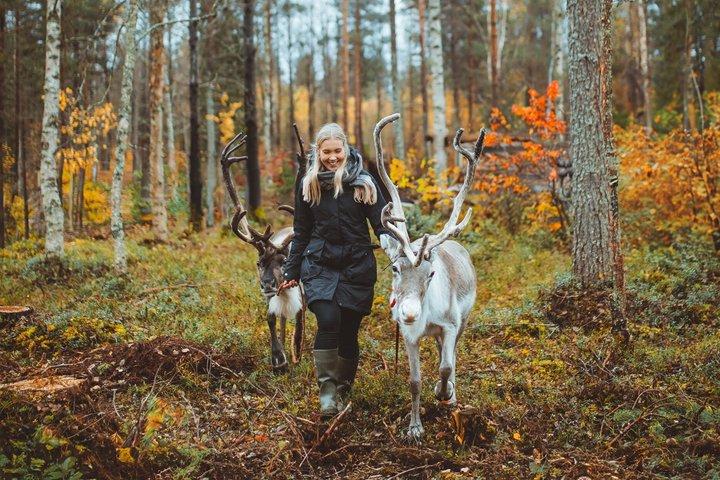 Passeggiata con le renne a Rovaniemi