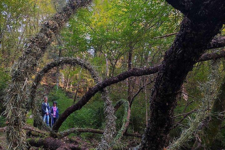 ローマ近郊の簡単ハイキングと芸術の森と村々を巡る
