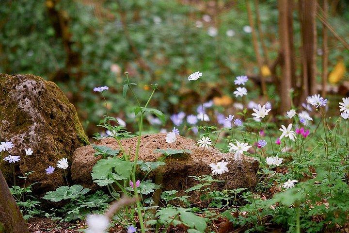 ローマ近郊の簡単ハイキングと芸術の森と村々を巡る