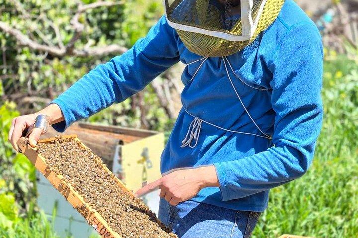 ナクソス生産者がチーズオリーブオイルはちみつの試食会