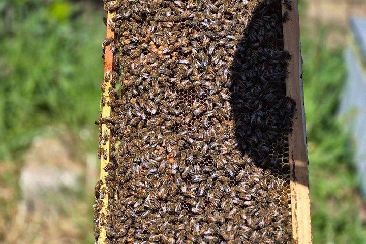 ナクソス生産者がチーズオリーブオイルはちみつの試食会