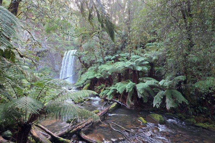 Otway Fly Treetop Walk Cascate e tour delle sequoie da Melbourne
