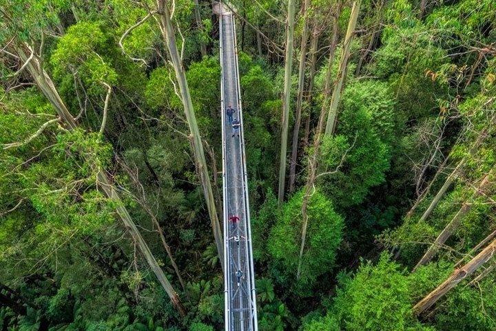 Otway Fly Treetop Walk Cascate e tour delle sequoie da Melbourne