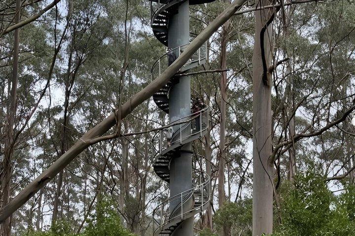 Otway Fly Treetop Walk Cascate e tour delle sequoie da Melbourne